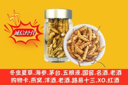 克拉玛依独山子区回收散虫草